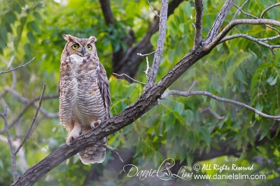 Great Horned Owl at Sunset Bay - White Rock Lake