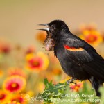 Red-winged Blackbird with neck pouch?