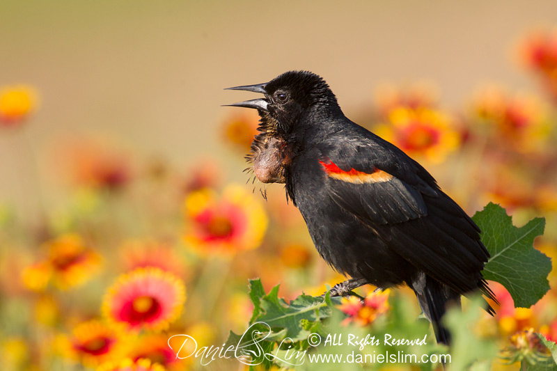 Red-winged Blackbird with neck pouch?