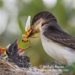 Eastern Kingbird feeds chicks with grasshopper