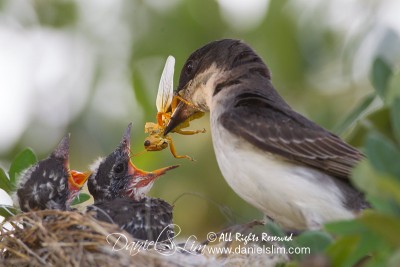 Eastern Kingbird feeds chicks with grasshopper