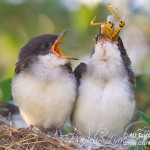 Eastern Kingbird Nesting eats Grasshopper