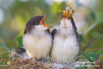 Eastern Kingbird Nesting eats Grasshopper