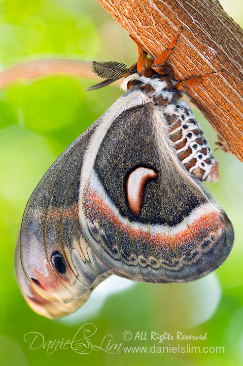 Male cecropia moth