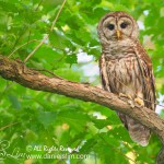 Barred owl white rock lake