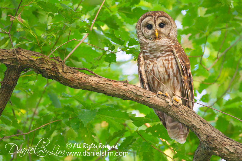 Barred owl white rock lake