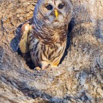 Barred Owl tree Cavity