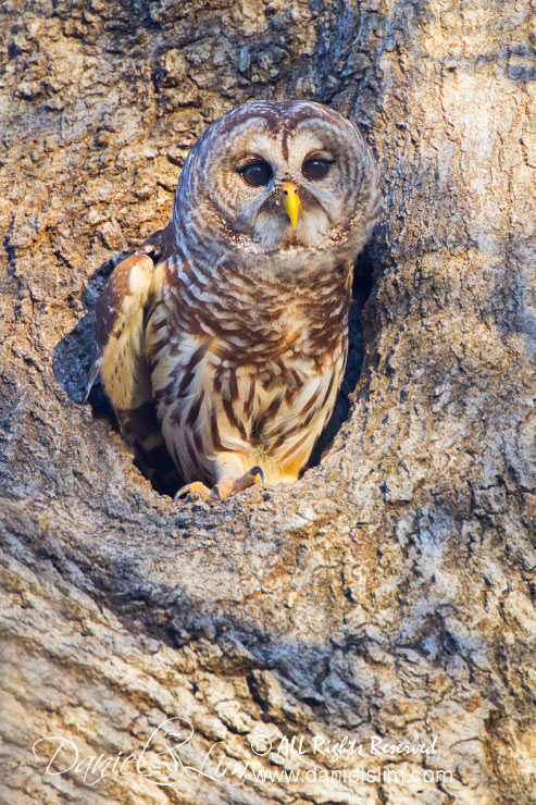Barred Owl tree Cavity
