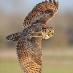 Great Horned Owl in Flight