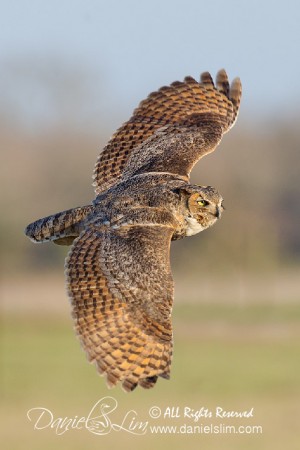 Great Horned Owl in Flight