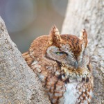 Red Morph eastern Screech owl