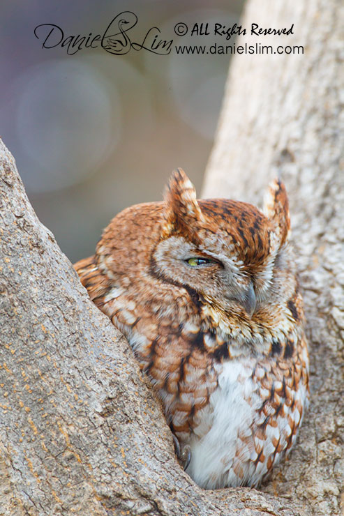 Red Morph eastern Screech owl