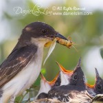 Eastern Kingbird