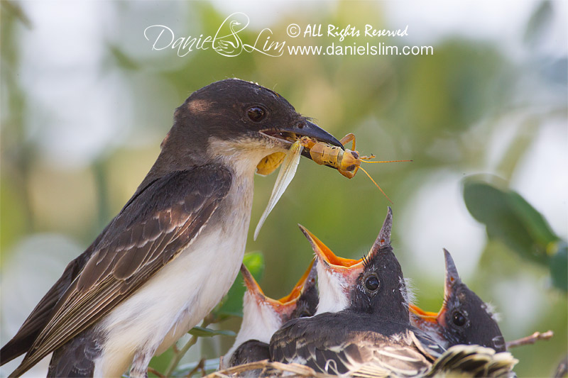 Eastern Kingbird