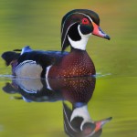 american wood duck male