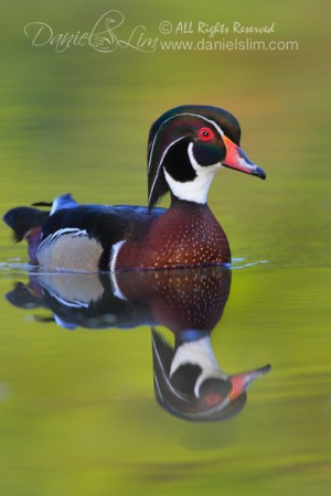 american wood duck male