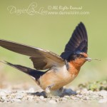 barn swallow nesting material