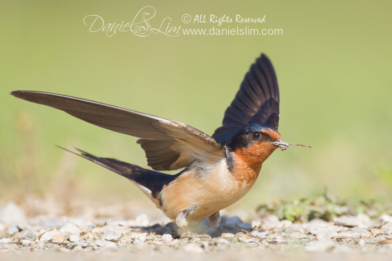 barn swallow nesting material