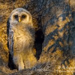 barred owlet, white rock lake