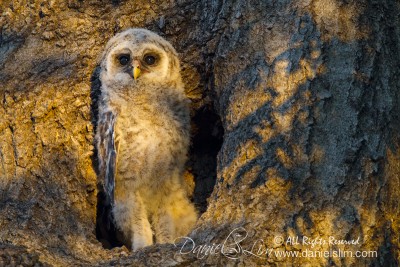 barred owlet, white rock lake