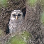 Barred Owlet