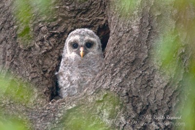 Barred Owlet