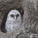 Barred Owlet White Rock Lake 2014