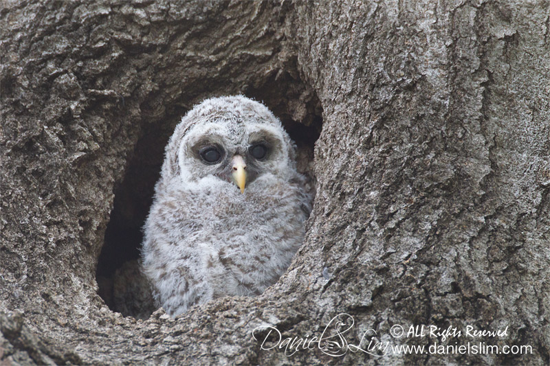 Barred Owlet White Rock Lake 2014