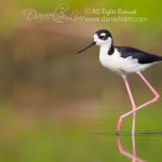 Black Necked Stilt in a Golden Pond