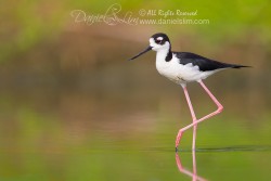 Black Necked Stilt in a Golden Pond