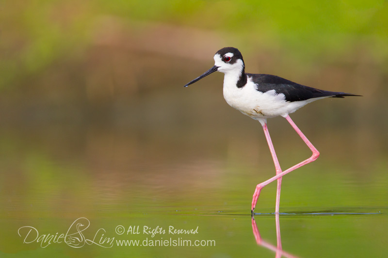 Black Necked Stilt in a Golden Pond