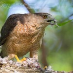 female cooper hawk eats prey