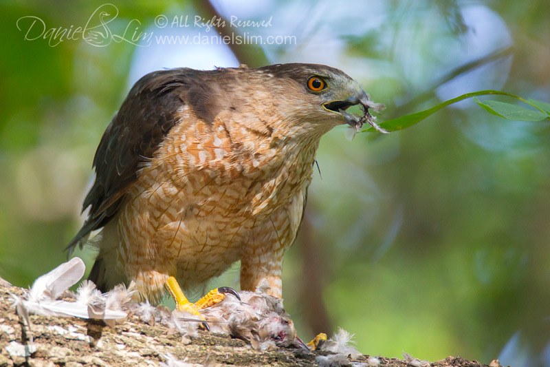 female cooper hawk eats prey