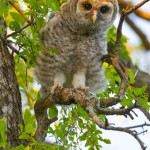 fledgling barred owl