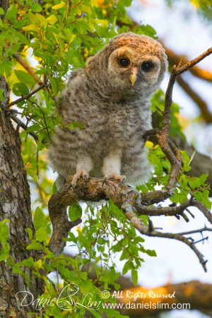 fledgling barred owl