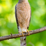 Male Cooper's Hawk