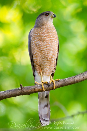 Male Cooper's Hawk