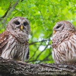 Pair of Barred Owls, white rock lake