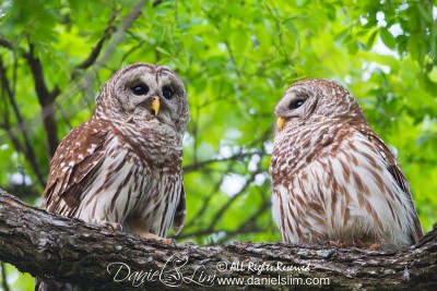 Pair of Barred Owls, white rock lake