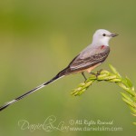 scissor tailed flycatcher