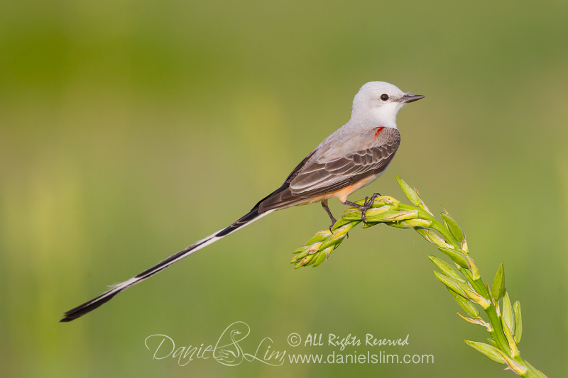 scissor tailed flycatcher