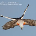 scissor-tailed flycatcher in flight