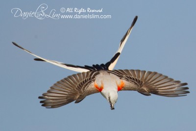 scissor-tailed flycatcher in flight