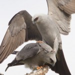 Mississippi kite mating