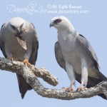 Mississippi kite mating ritual