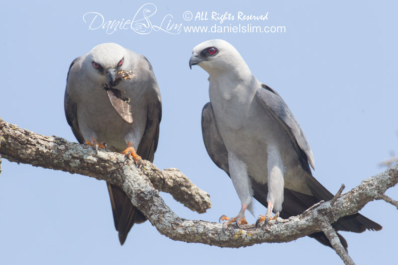 Mississippi kite mating ritual