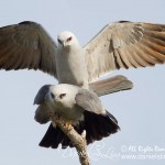 Mississippi kite mating wing spread