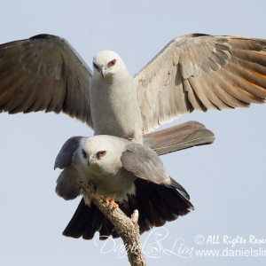 Mississippi kites Mating with Full Wingspread