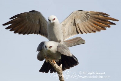 Mississippi kite mating wing spread