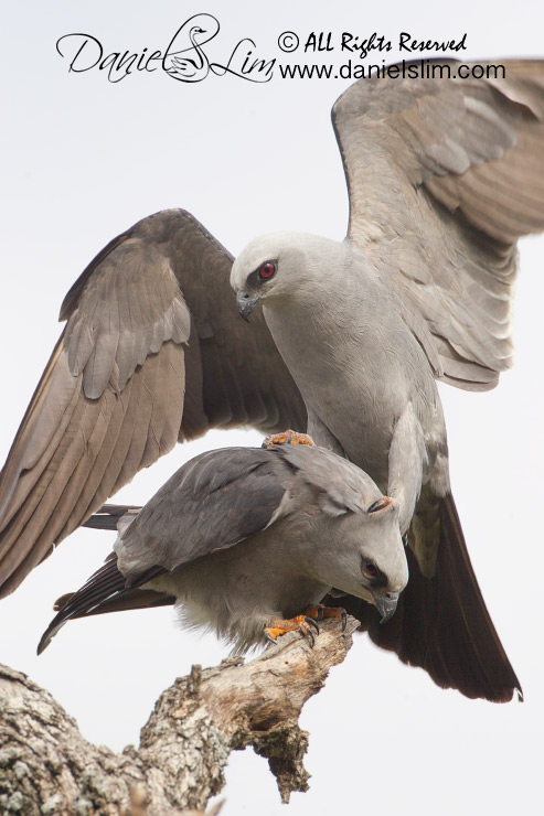 Mississippi kite mating